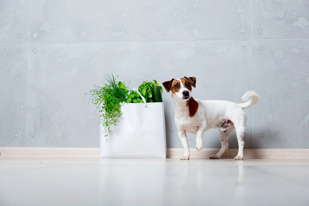 Kunnen kruiden worden gebruikt om specifieke gezondheidsproblemen bij honden te behandelen?