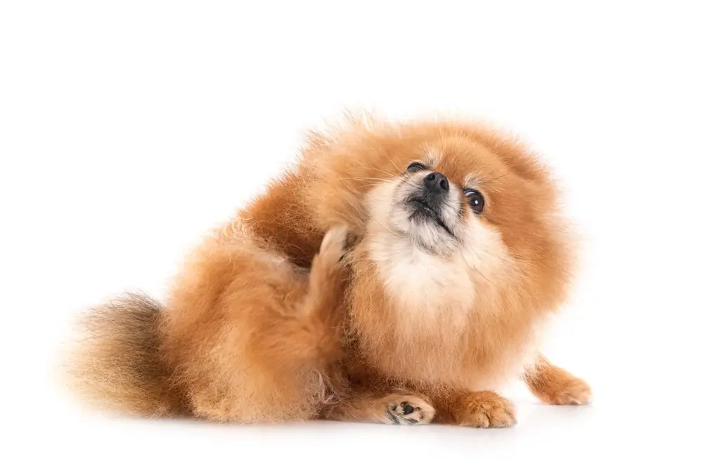 Bestes natürliches Antihistaminikum für Hunde mit Allergien Wissenschaftsbasierte Lösung
