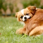Best Natural Flea, Tick and Worm Treatment for Dogs Best Natural Flea, Tick and Worm Treatment Supplement for Dogs Popular Brands Comparative Analysis
