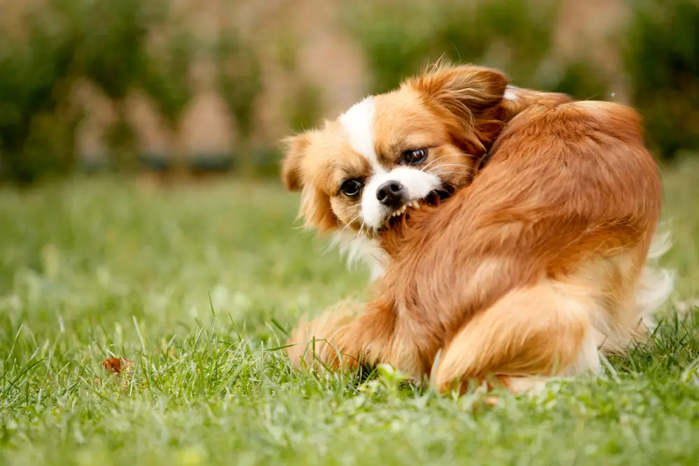 Bester natürlicher Floh-, Zecken- und Wurmmittelzusatz für Hunde Beliebte Marken Vergleichende Analyse