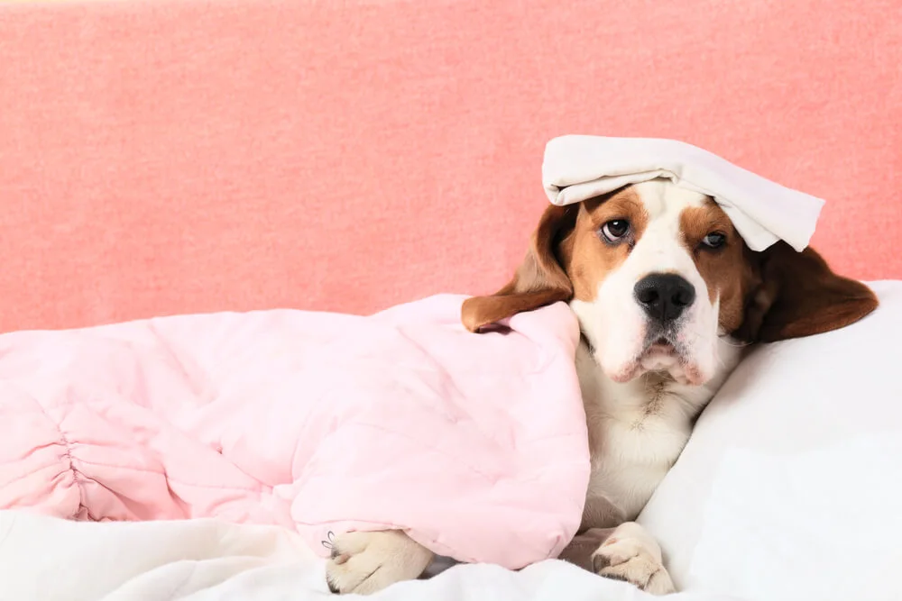 Colite chez le chien : causes, symptômes et traitement