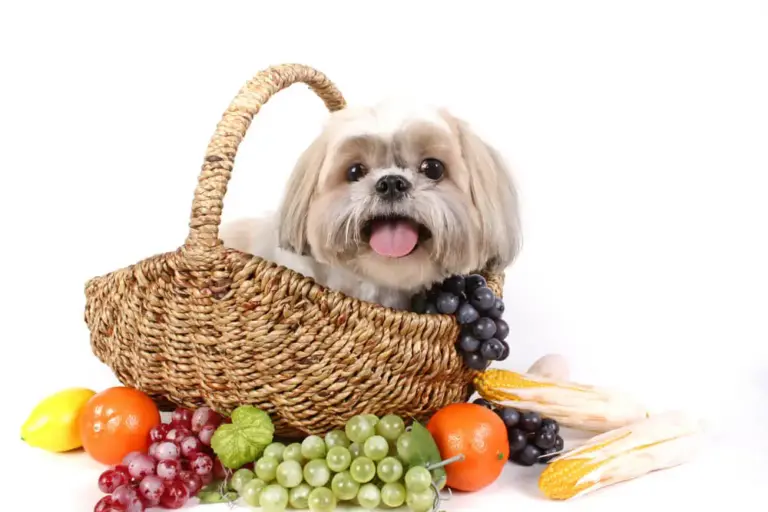Best Nutraceuticals for Dogs