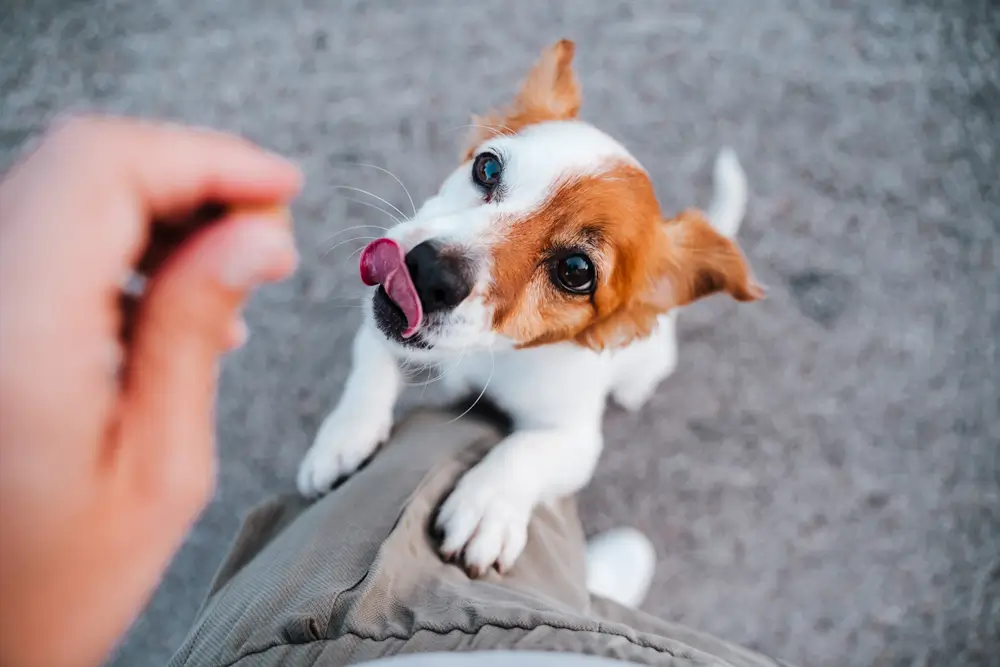 Best Probiotics for Dogs: A Canine Nutritionist's Guide
