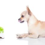 Best Sources of Protein in Vegan Dog Food