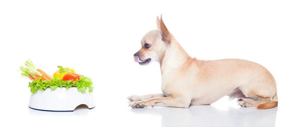 Beste Proteinquellen in veganem Hundefutter