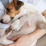 Meilleur supplément pour la dermatite atopique chez le chien - Science Based Management