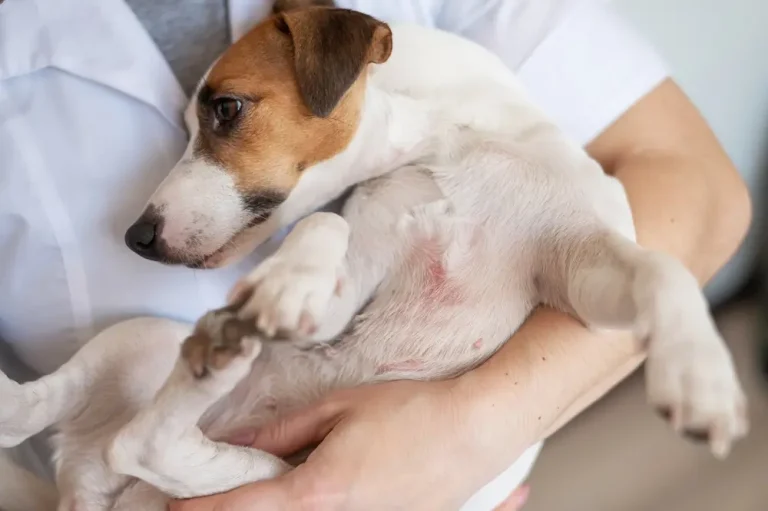 Bestes Ergänzungsmittel für atopische Dermatitis bei Hunden - Science Based Management