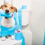 El mejor suplemento para la diarrea canina - Ayuda a la salud intestinal