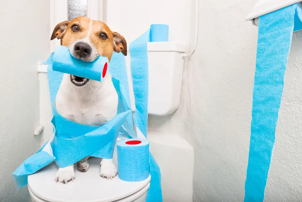 El mejor suplemento para la diarrea canina - Ayuda a la salud intestinal