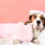 Meilleur supplément pour les chiens souffrant de colite - Science-based Solution Meilleur supplément pour les chiens souffrant de colite - Analyse scientifique