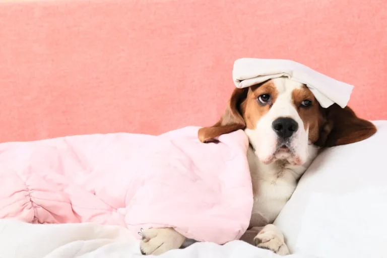Bestes Ergänzungsmittel für Hunde mit Colitis - Wissenschaftlich fundierte Analyse