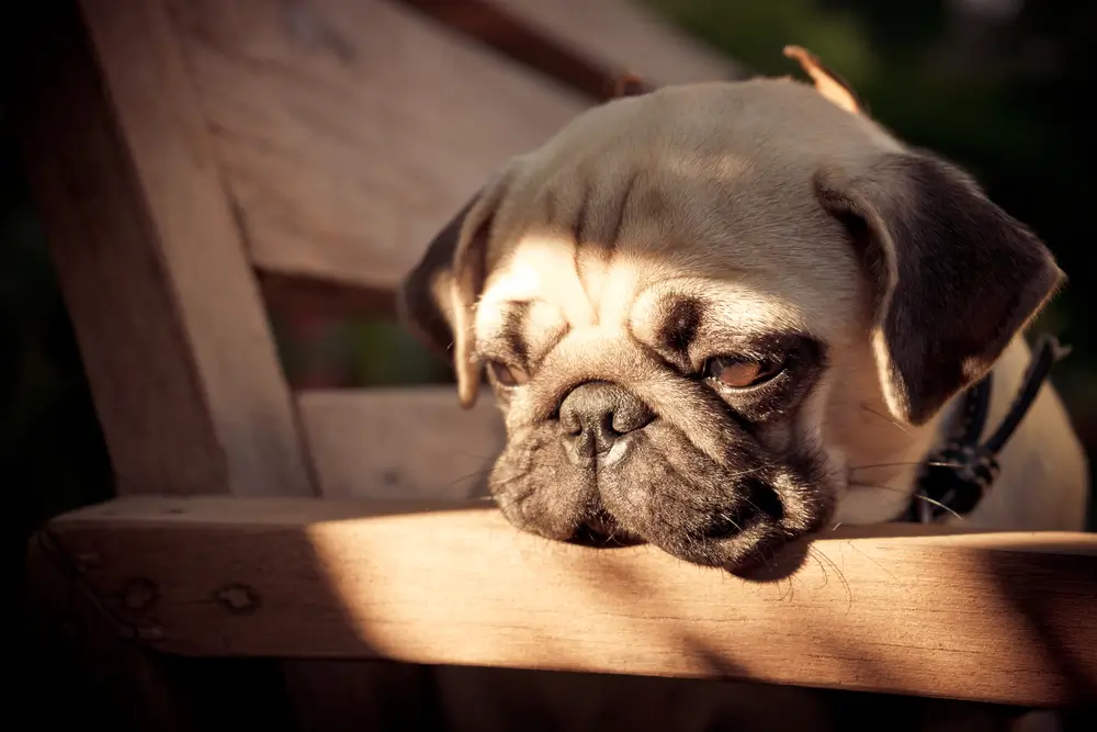 Le meilleur supplément pour les chiens souffrant de MICI - Une solution fondée sur la science
