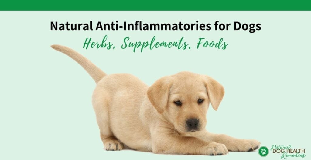 Best Vegan Anti-Inflammatory Dog Food UK Health Benefits