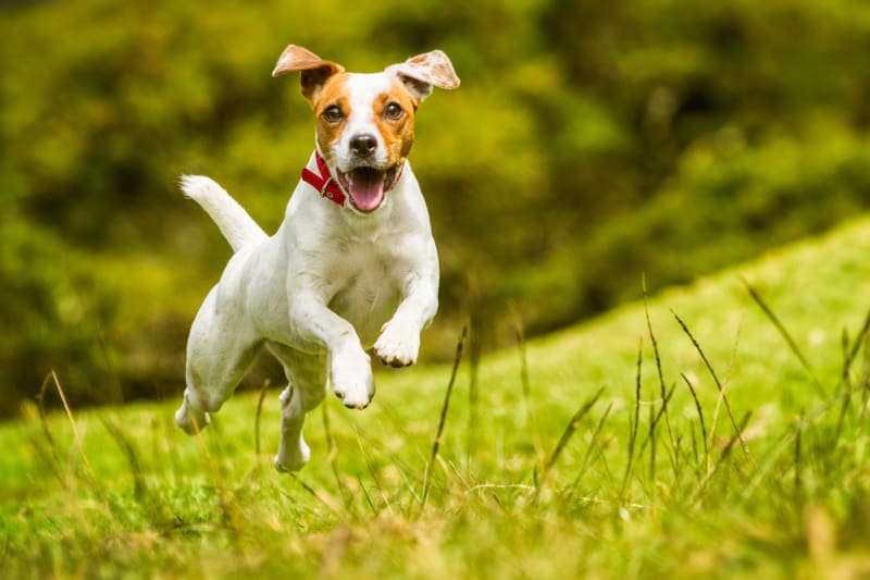 El mejor alimento antioxidante vegano para perros para una mejor salud y una vida más larga UK
