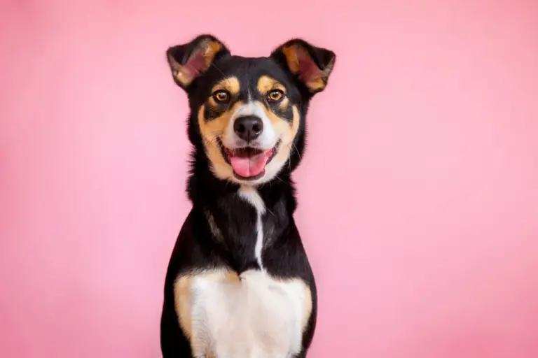 Best Vegan Dog Food For Dog's Eyes and Eye Health