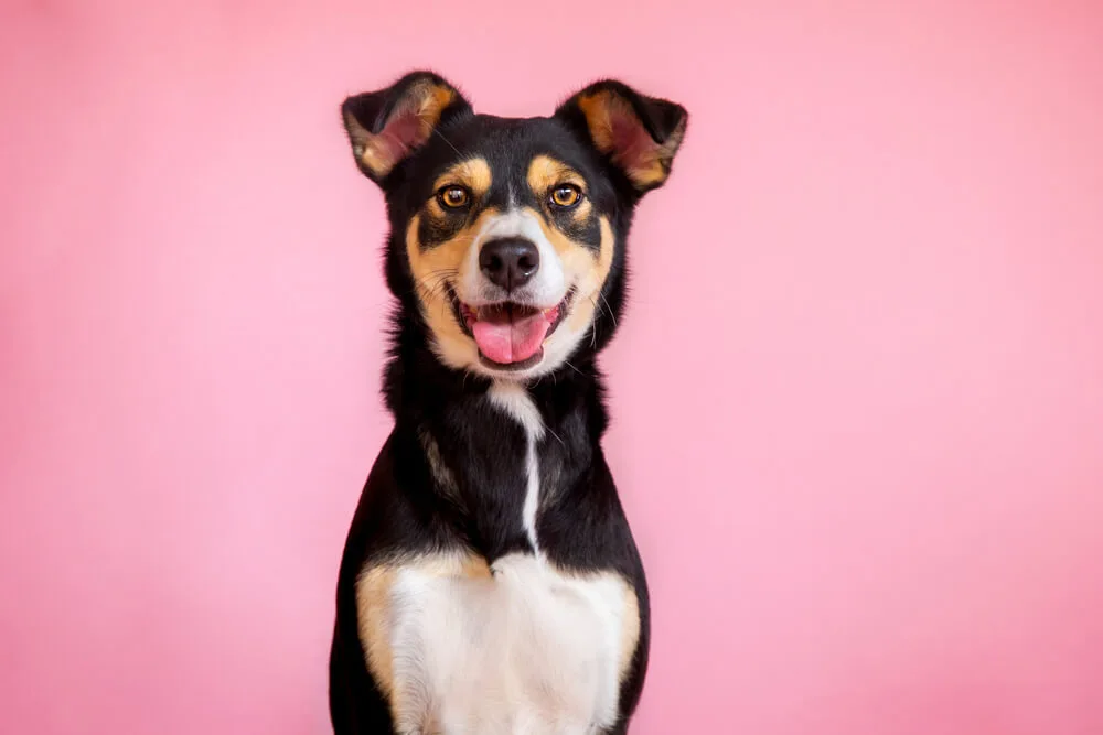 Best Vegan Dog Food For Dog's Eyes and Eye Health
