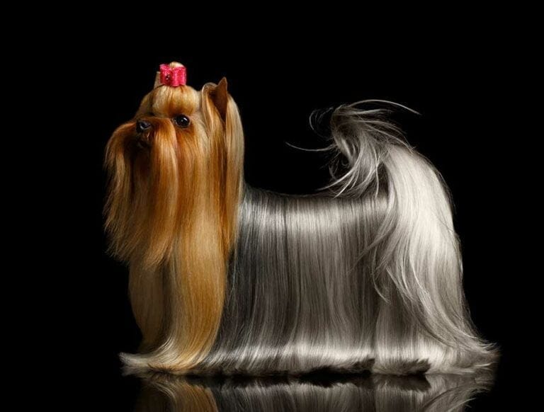 Best Vegan Dog Food For Healthy Skin and Shiny Coat