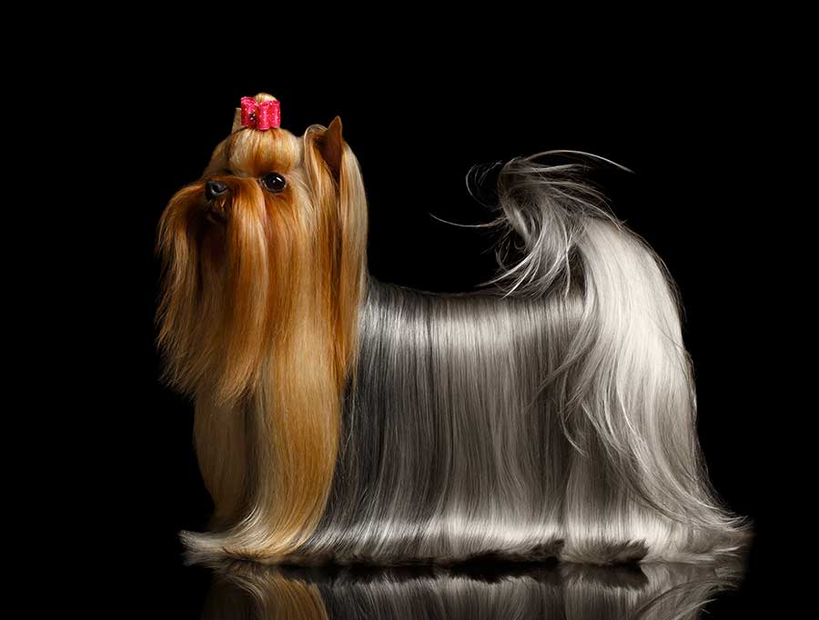 Vegan Dog Food for Healthy Skin and Shiny Coat