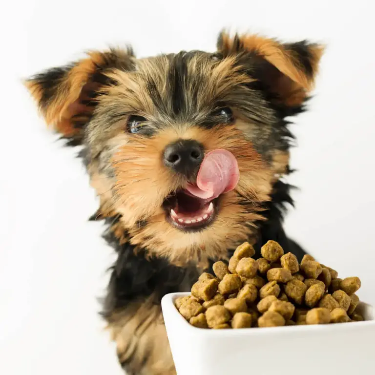 Best Vegan Dog Food For Small Dogs Breeds
