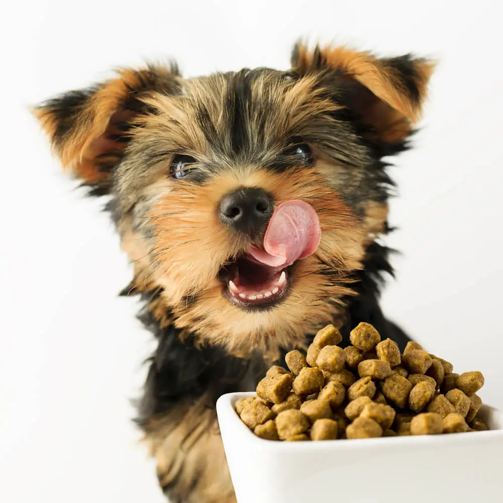La mejor comida vegana para perros de razas pequeñas  