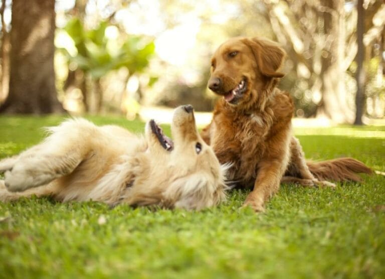 Best Vegan Dog Food To Boost and Strengthen Dogs Immune System