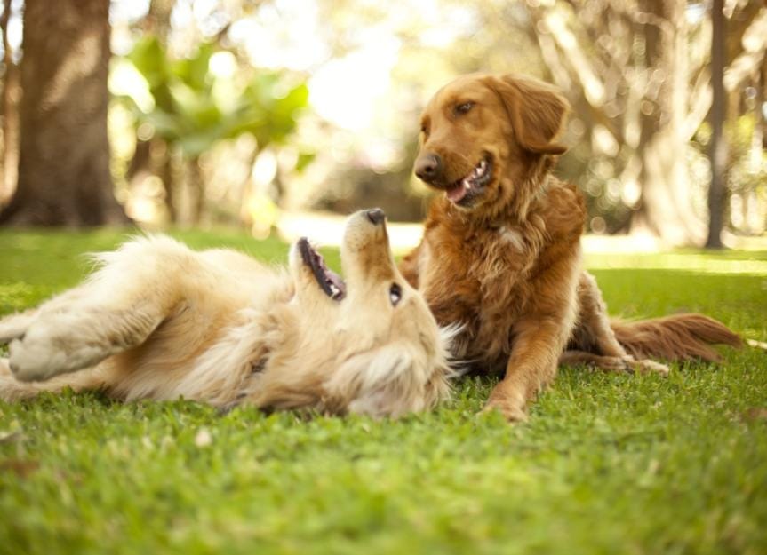 Les meilleures croquettes végétaliennes pour chiens pour stimuler et renforcer le système immunitaire des chiens