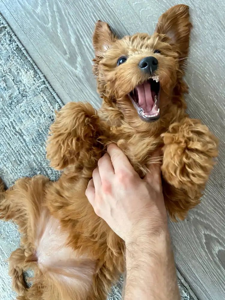 Mejor comida vegana para perros con problemas digestivos y salud intestinal