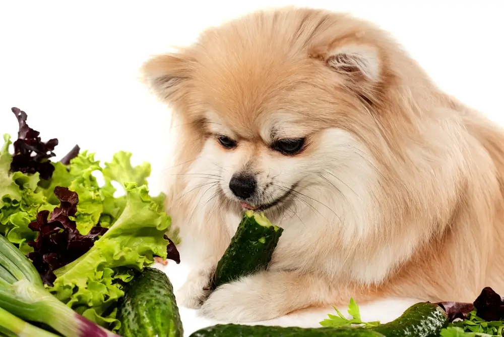 Beste vegan hondenvoer voor honden met diabetes