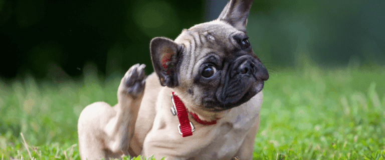 Best Vegan Dog Food for Dogs with Sensitive Skin UK Scratching Itching Dog with Pruritus