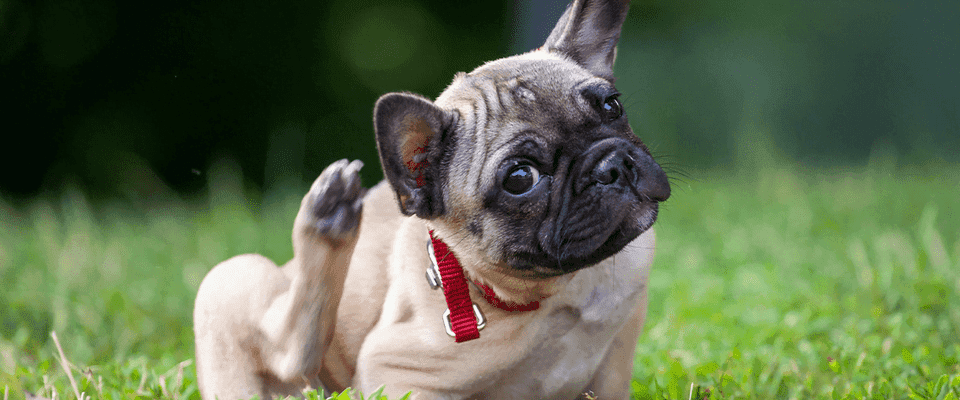Meilleures croquettes végétaliennes pour chiens à peau sensible UK Grattage Démangeaison Chien avec Prurit
