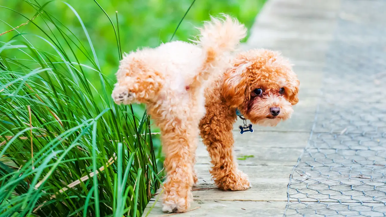 Best Vegan Dog Food for UTIs