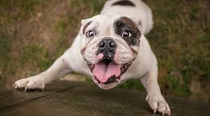 Best Vegan Dog Food with Glucosamine and MSM Health Benefits for Dogs UK