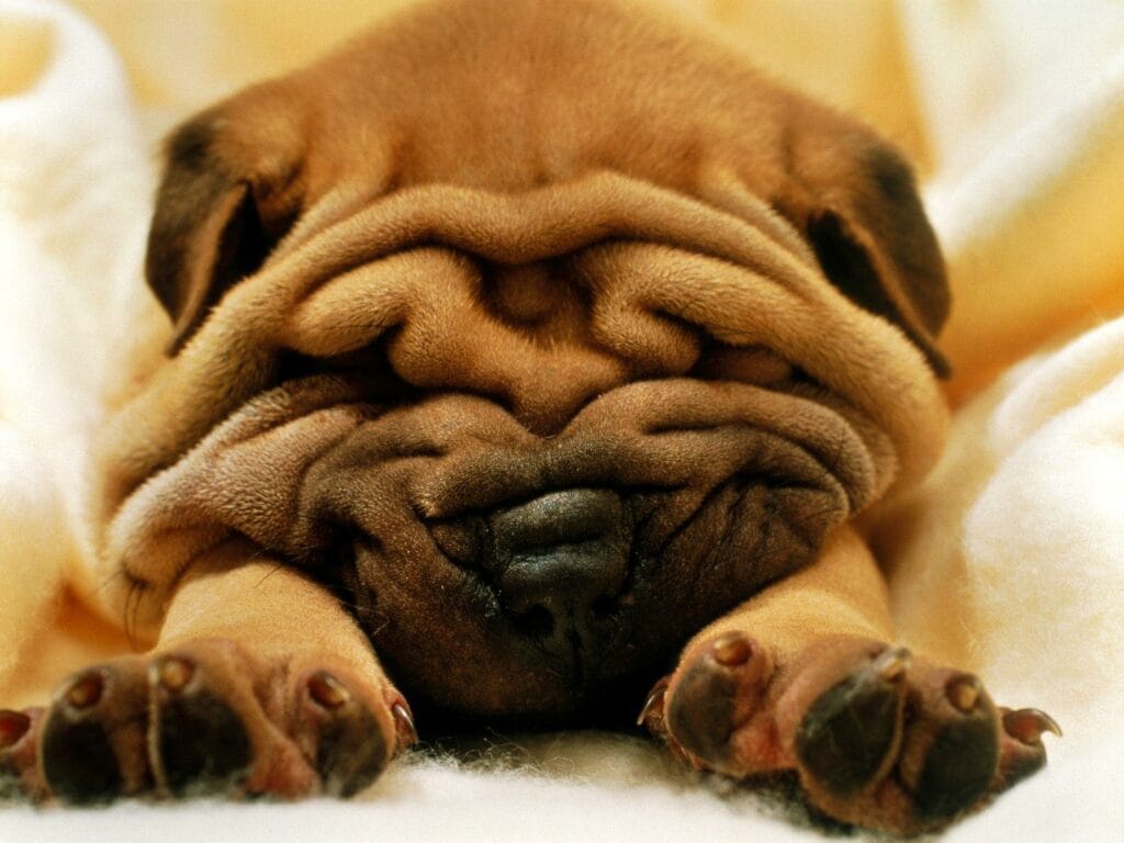 Best Vegan Weight Control Dog Food UK