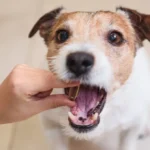 Bestes Vitaminpräparat für Hunde - Vergleichende Analyse von 11 führenden Präparaten