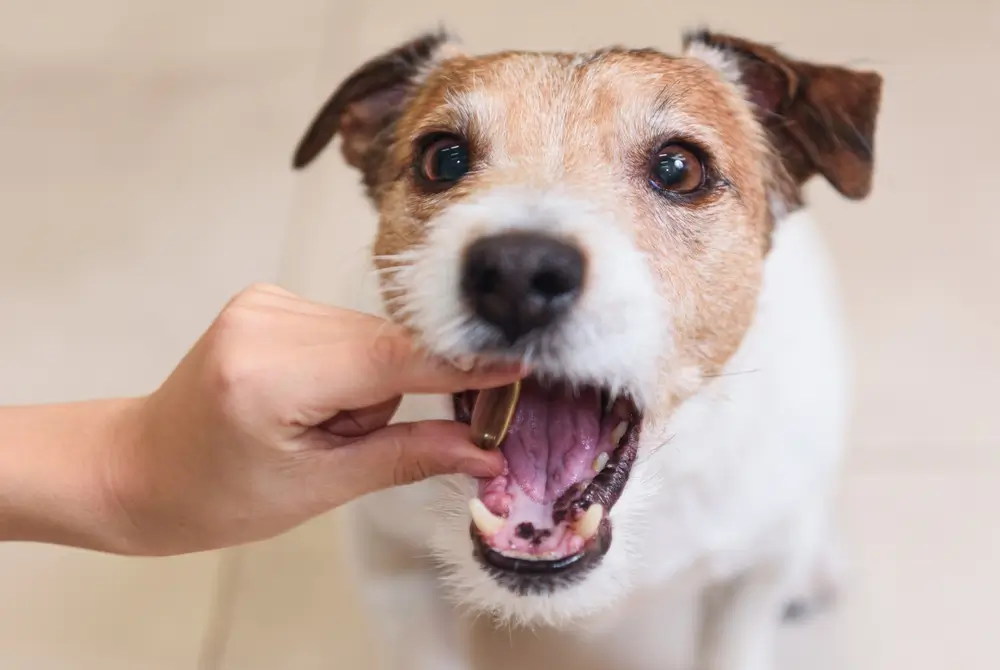 Bestes Vitaminpräparat für Hunde - Vergleichende Analyse von 11 führenden Präparaten