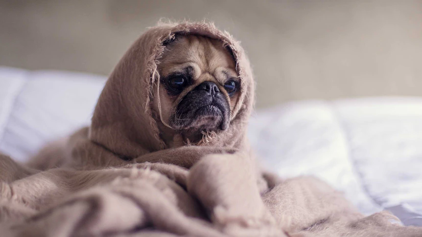 Voeding, kruiden en adaptogenen om stress en angst bij honden te verminderen en de stemming te verbeteren