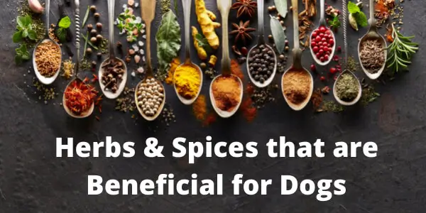 Beste Kräuter und Gewürze für die Gesundheit von Hunden