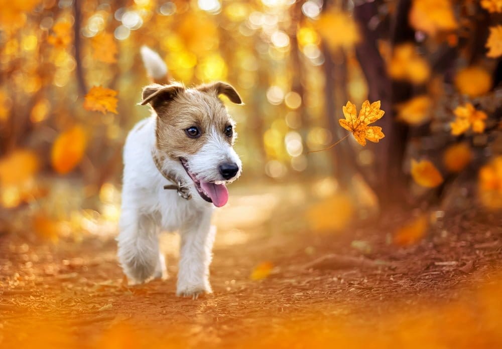 Best prebiotics for dogs prebiotic foods UK