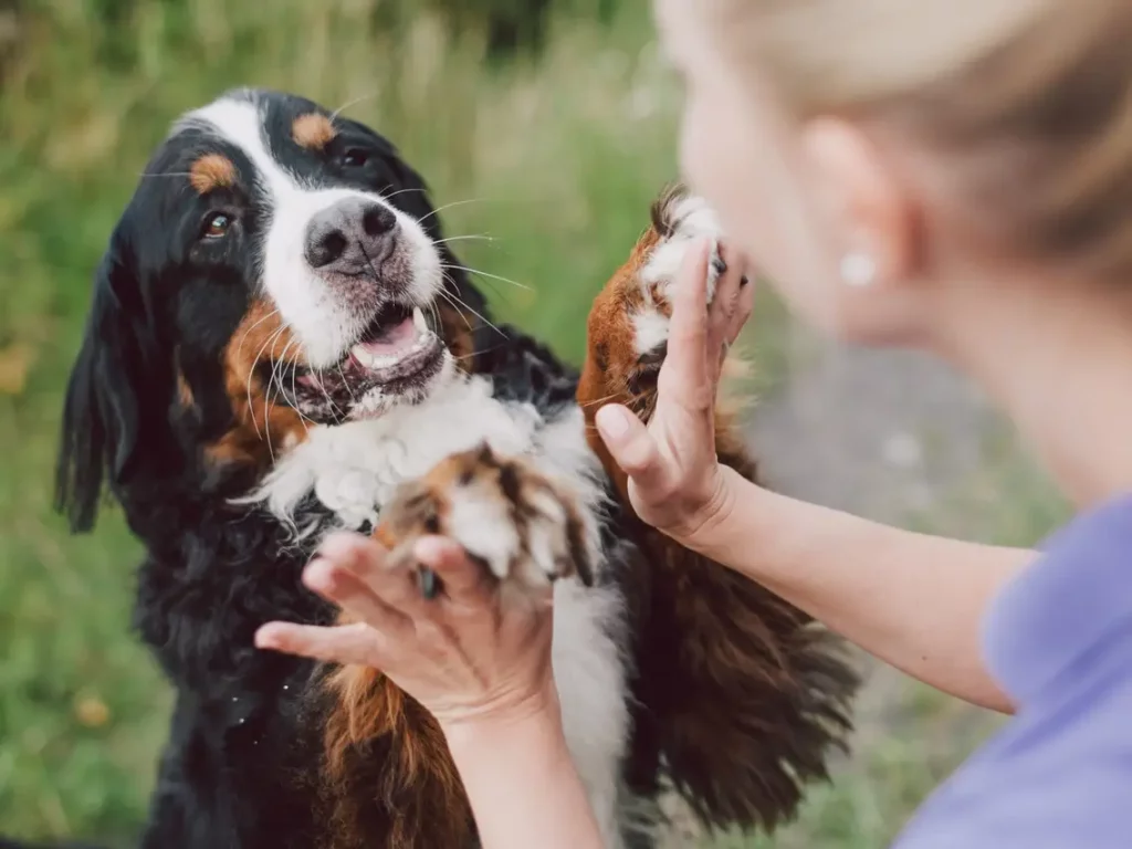 Best vegan dog food UK what makes it