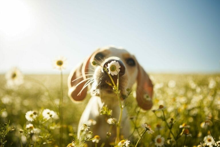 Best vegan dog food for dogs with allergies