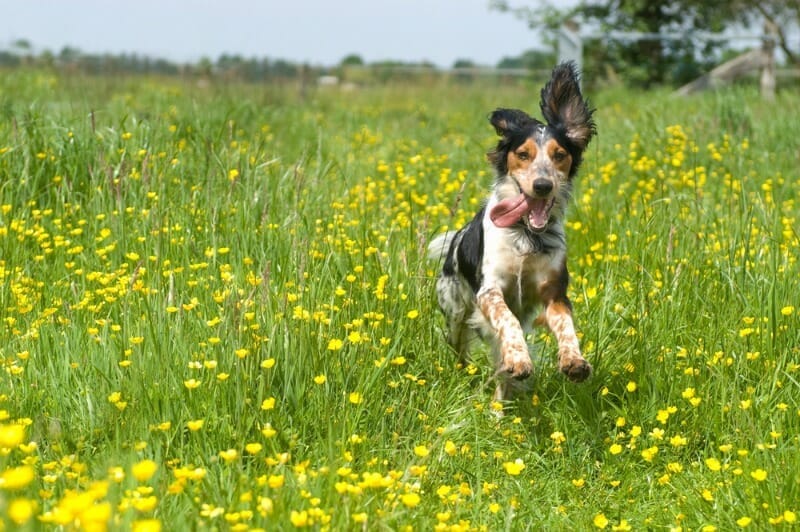La meilleure et la seule nourriture végétalienne pour chiens avec oméga-3 dha, epa, dpa et probiotiques calsporin pour les chiens les plus sains.