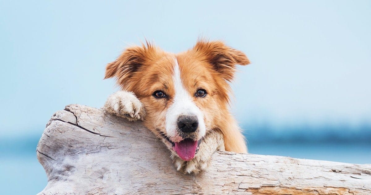 Vegan Prebiotics for Dogs – Heroes of Good Health