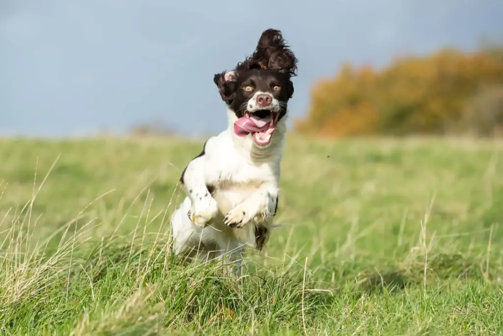 Beta-Glucans for Dogs Questions and Answers