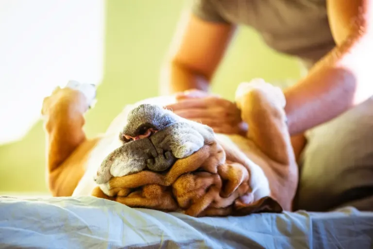 Biolex® MB40 - Prebiotische voordelen voor de spijsvertering bij honden