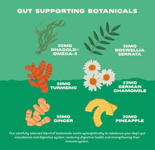 Bonza Belly Bioactive Bites Verdauungsergänzungsmittel für Hunde Pflanzliche Darm- und Verdauungshilfe für IBD Colitis IBS Durchfall und Gastritis
