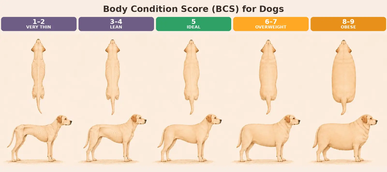 Body Condition Score-Diagramm für Hunde auf der 9-Punkte-Skala, mit Draufsicht und Seitenansicht für fünf Stufen von sehr dünn bis fettleibig, wobei der Idealwert bei 4 bis 5 liegt