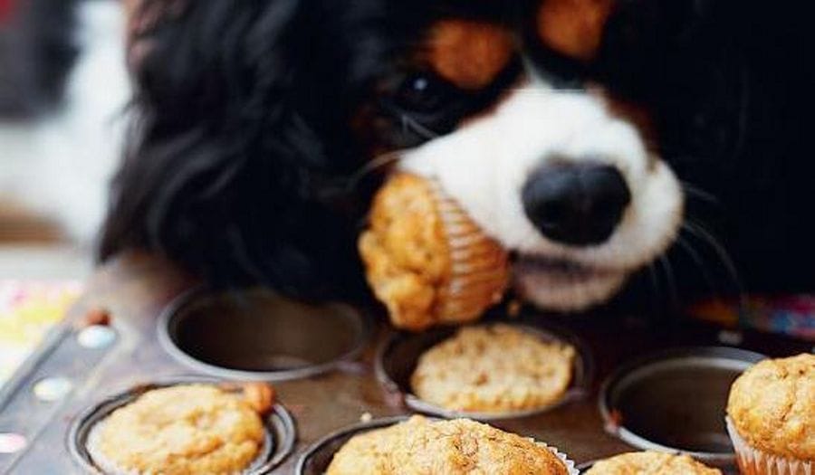 bonza gesunde vegane hundeleckerli rezepte de