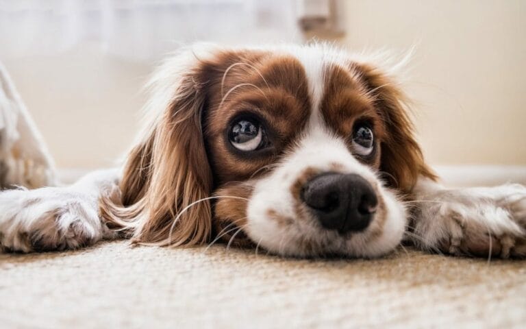 Adaptogens and Herbs to calm and reduce stress and anxiety in dogs