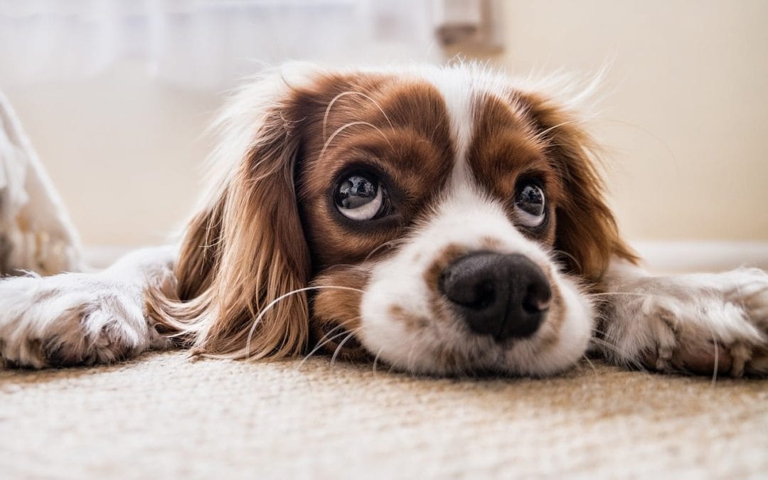 Adaptogens for Anxiety in Dogs: The Science-Led Guide for Stress, Separation, and Noise Phobia Adaptogens and Herbs to calm and reduce stress and anxiety in dogs