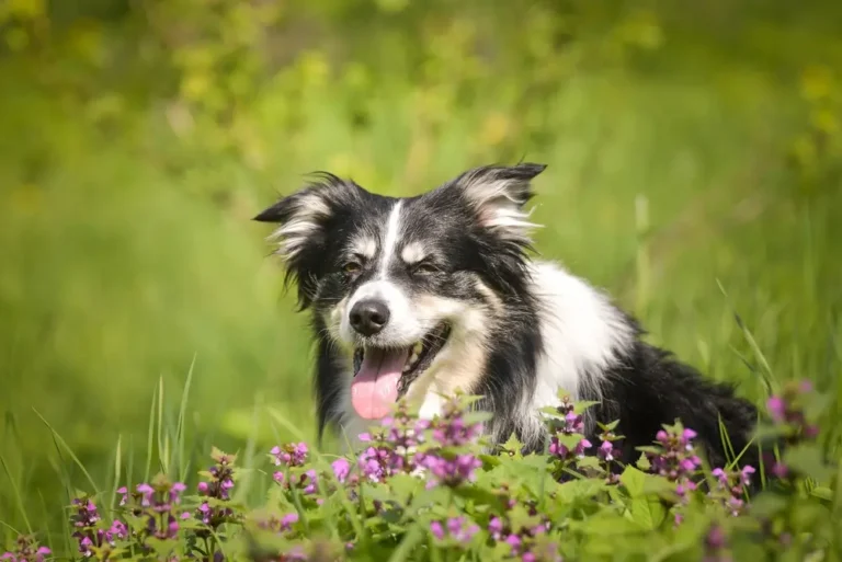 Border Collie Darmgesundheit: Die Darm-Gehirn-Verbindung hinter ihrem ängstlichen, krampfanfallgefährdeten Gemüt